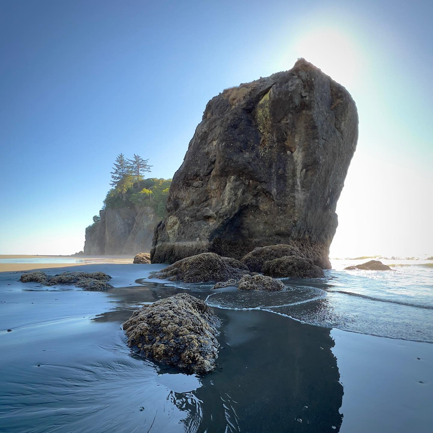 A massive sea stack stands prominently against a clear blue sky at Cannon Beach, Oregon. The tide has receded, revealing barnacle-covered rocks in the wadeable water in the foreground.