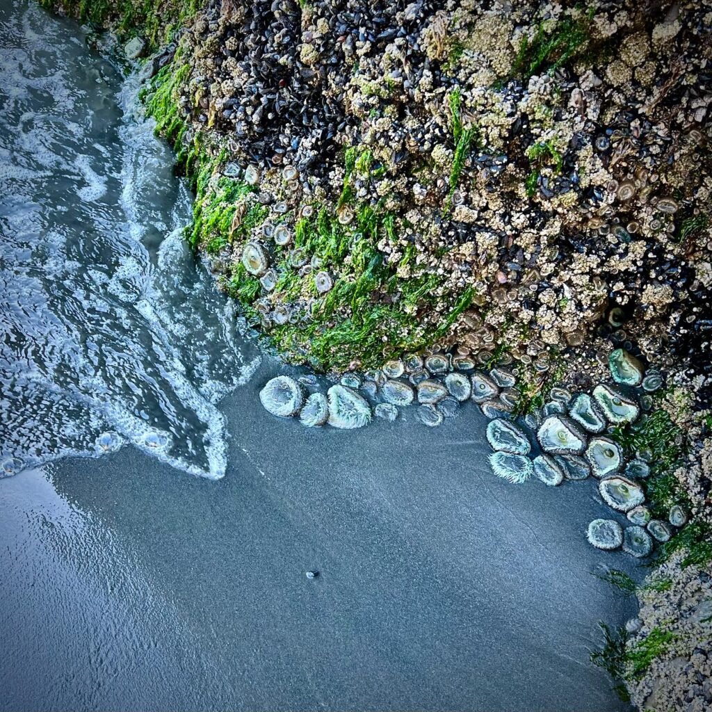 Aerial view of tide pools on mossy rocks with wave foam along a wet sand beach, in the Pacific Northwest.