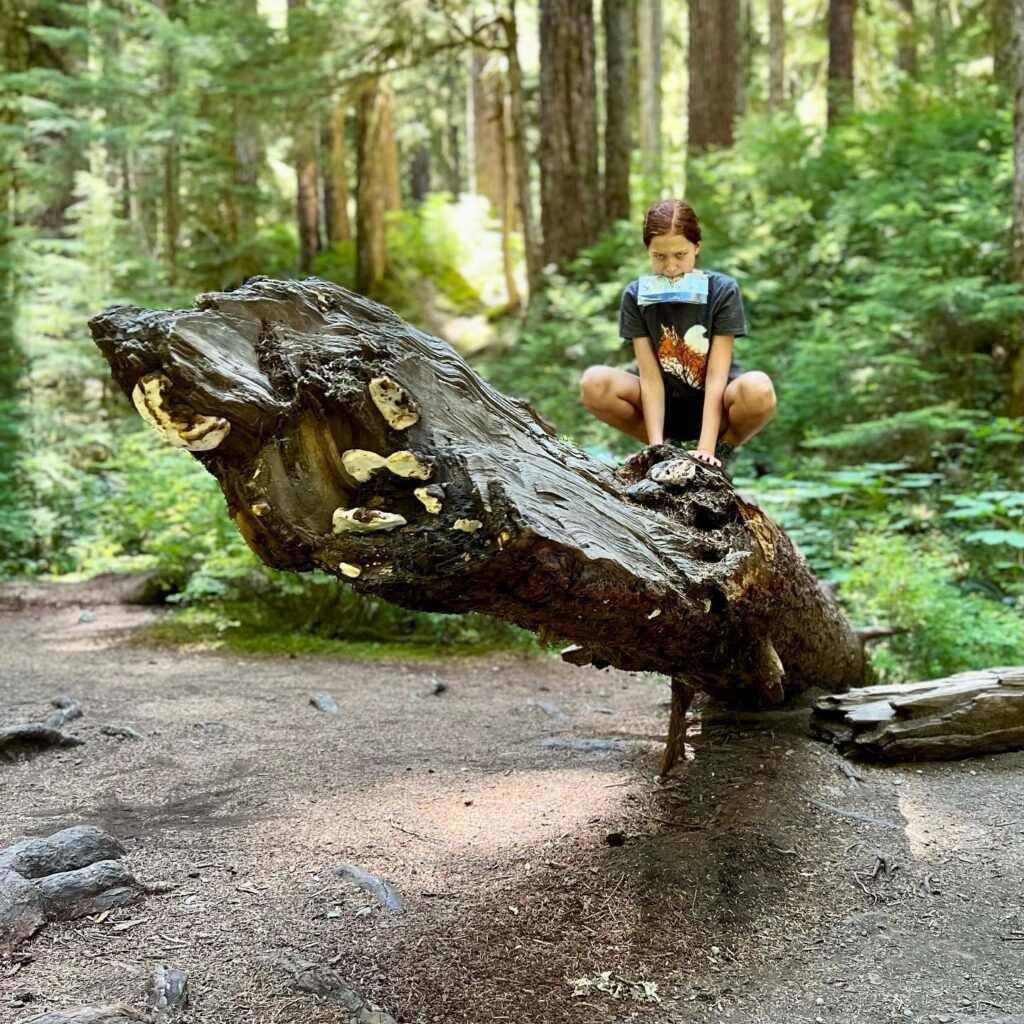 A traveler poses on a large fallen log on a dirt trail in a dense forest. The rich greenery of the Pacific Northwest surrounds the scene.