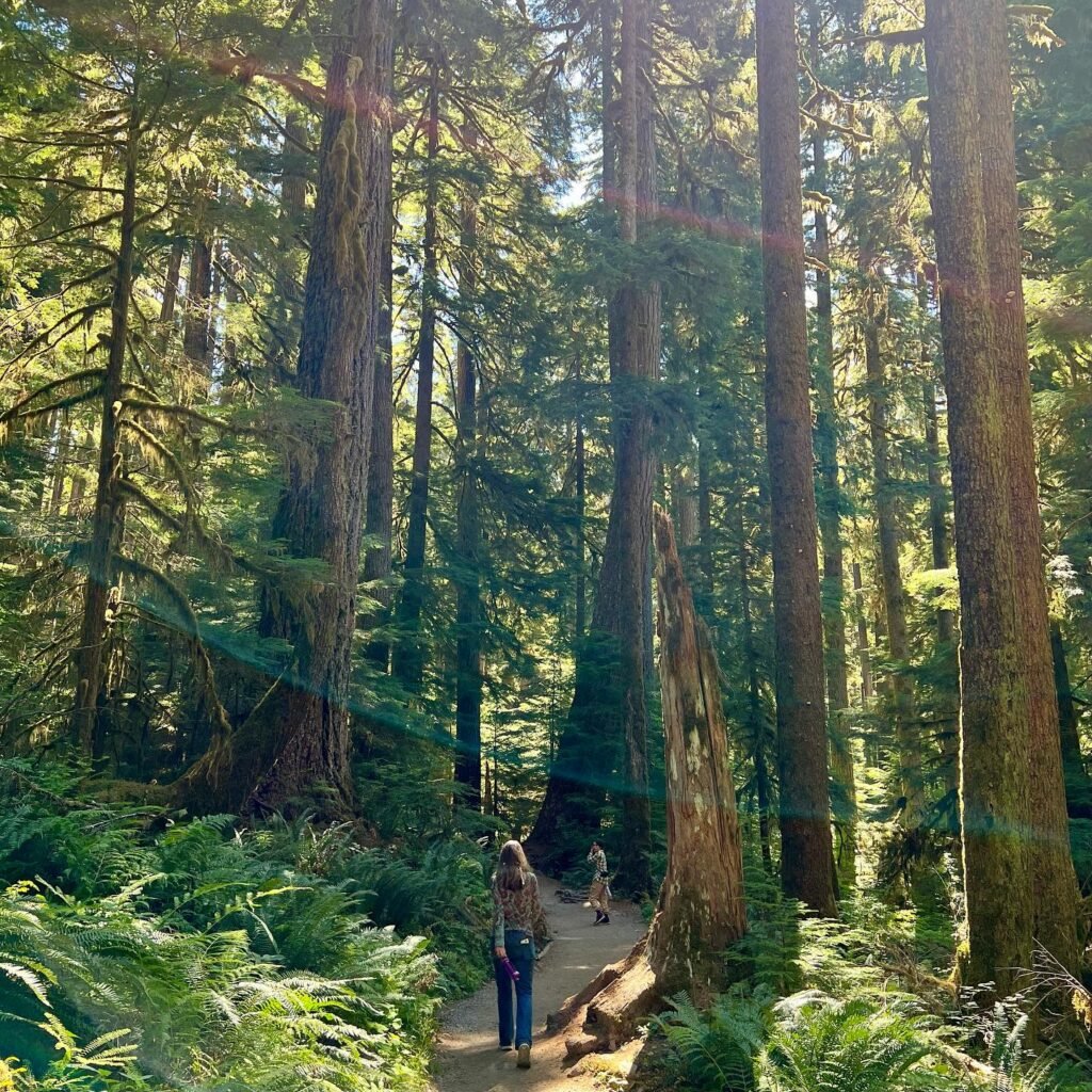 A pair of photos showing a hiker walking along a lush, fern-lined trail surrounded by towering redwood trees in the Pacific Northwest.
