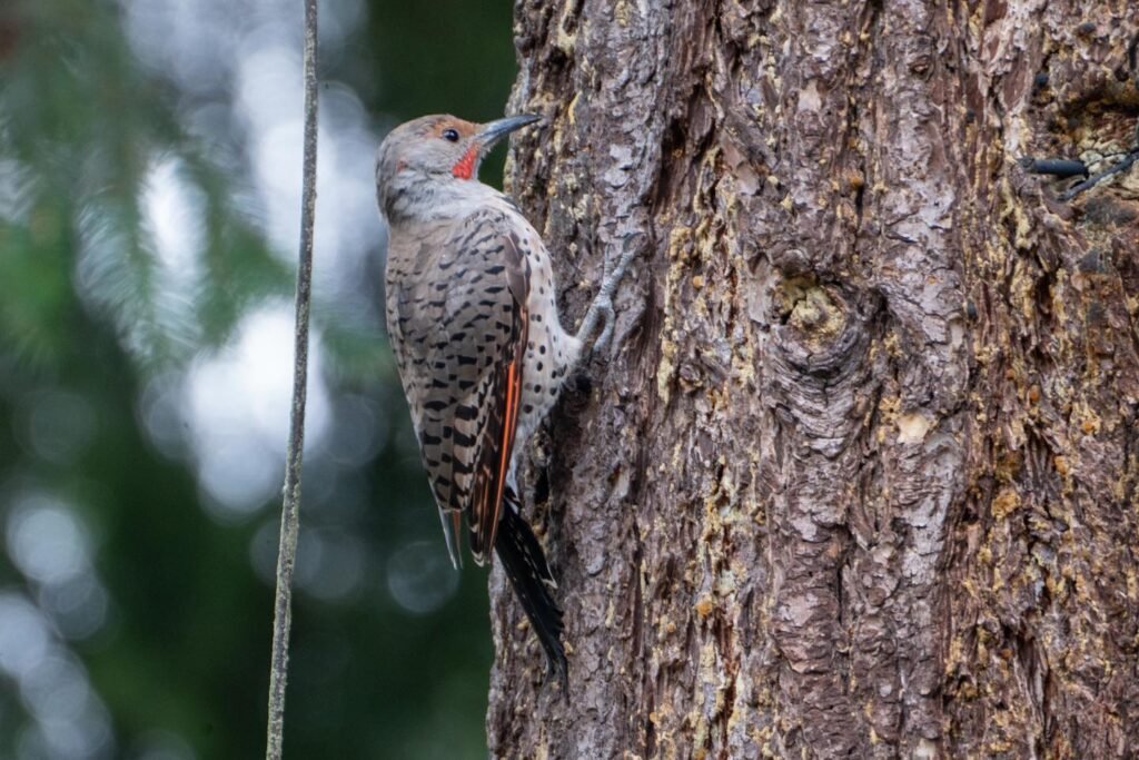 A Red-bellied Woodpecker perches on textured bark with its beak facing upward in a forest setting.