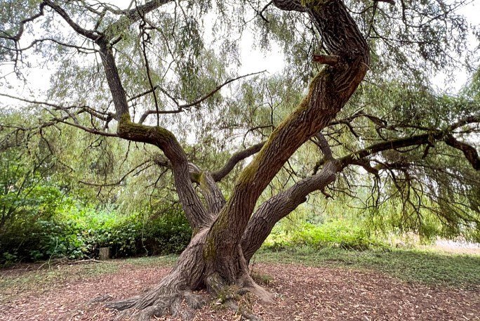 A willow tree with gnarled branches and mossy bark stands in a lush garden. Close-up views highlight the intricate branch structure against the sky.