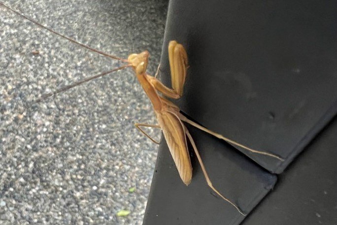 A close-up view of a tan praying mantis perched on a dark fabric surface in the Pacific Northwest.