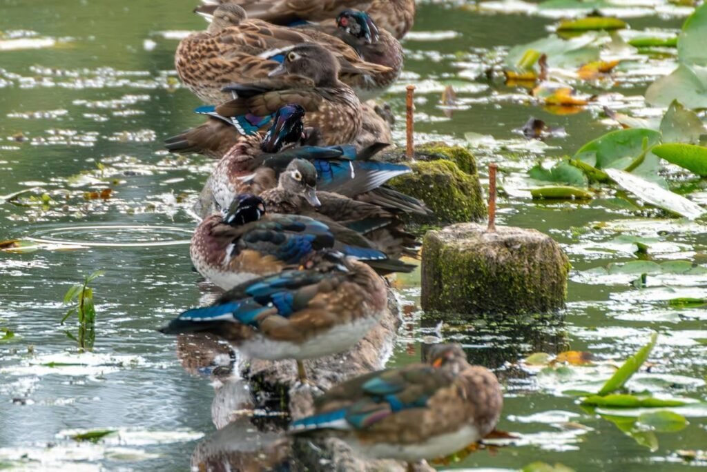 Numerous ducks with vibrant blue wing patches and brown feathers rest on a green pond.