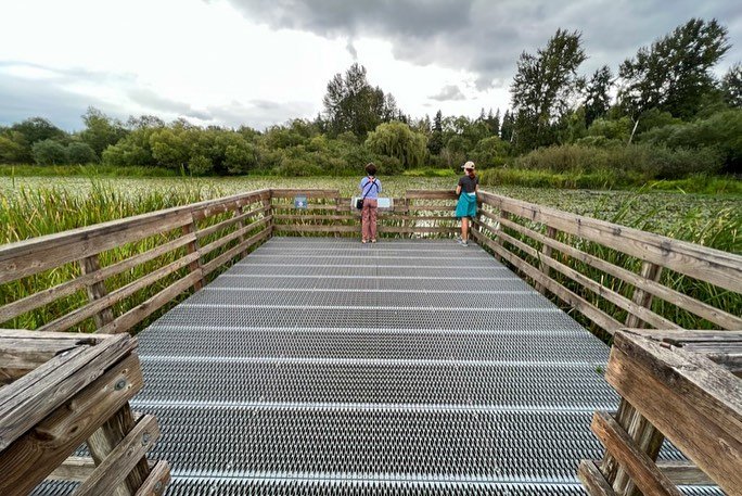 A panoramic view of a wooden wetland boardwalk leading through lush reeds and under an overcast sky.