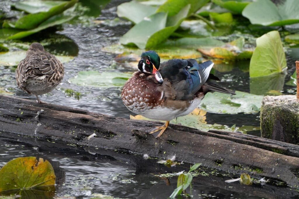 A male wood duck perches on a sunken log in a pond filled with lily pads while a female duck swims nearby.