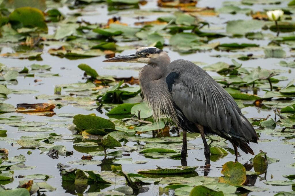 A great blue heron wades through water filled with green lily pads and lily flowers. A second heron is partially visible in the foreground.