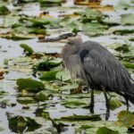 Perseids A great blue heron wades through water filled with green lily pads and lily flowers. A second heron is partially visible in the foreground.