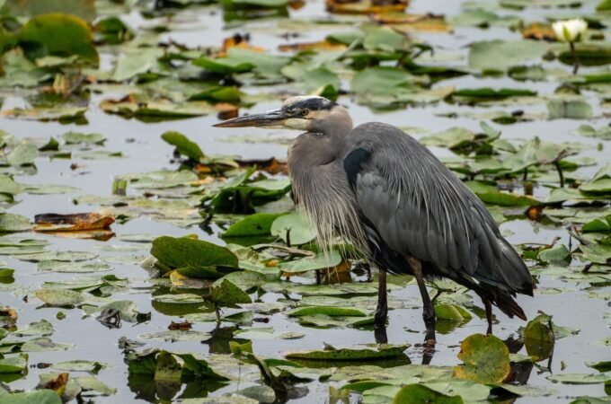 A great blue heron wades through water filled with green lily pads and lily flowers. A second heron is partially visible in the foreground.