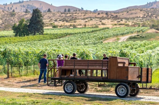 Group riding a wooden wagon through a vineyard under a clear blue sky, surrounded by vine rows and glistening fruit.