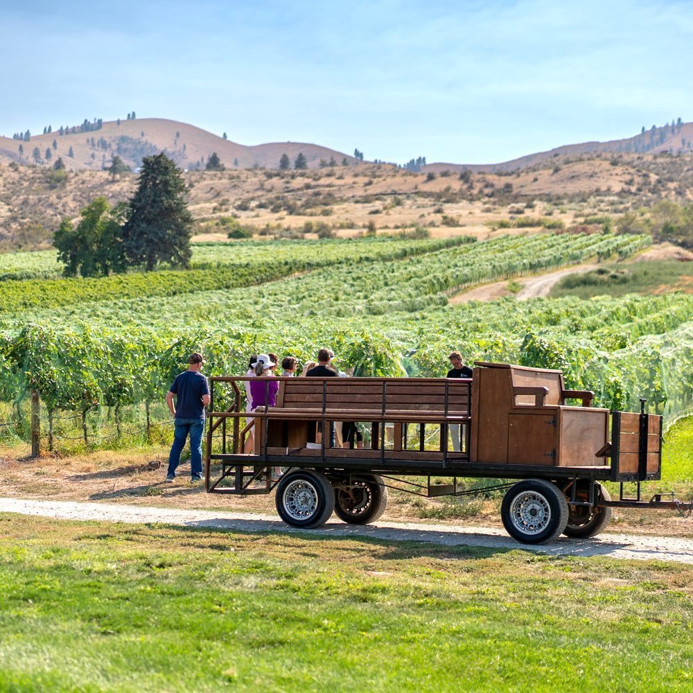 Group riding a wooden wagon through a vineyard under a clear blue sky, surrounded by vine rows and glistening fruit.