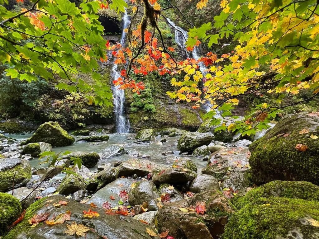 A serene forest stream cascading over moss-covered rocks beneath a canopy of vibrant green, yellow, and red autumn leaves. A cascade of water flows through a lush woodland setting with detailed foliage in the foreground.