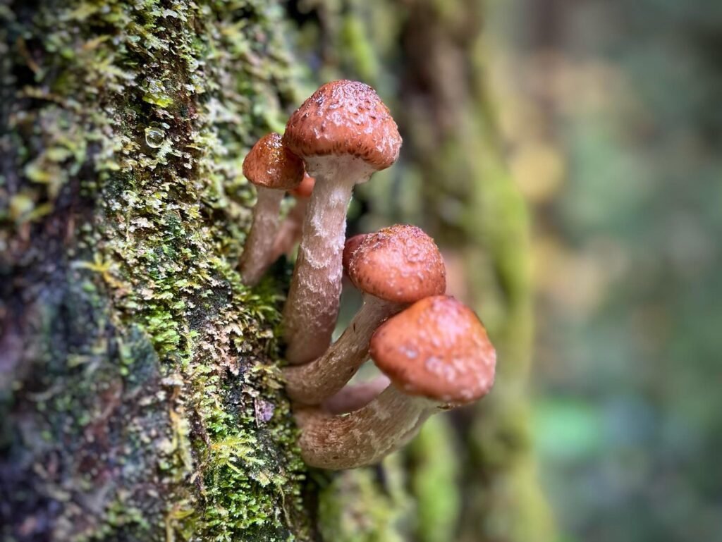 Close-up of mossy tree bark with clustered pinkish-brown mushrooms growing in a Pacific Northwest forest setting.
