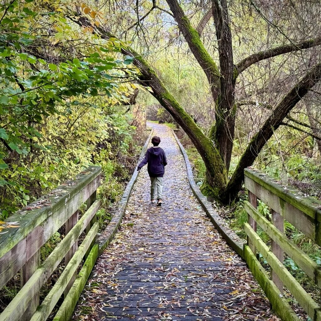 A person walks along a wooded trail lined with mossy wooden railings and scattered autumn leaves.