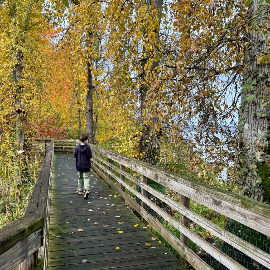 A person walking on a rustic wooden boardwalk lined with vibrant yellow and orange trees in autumn. Nature trail with fallen leaves on the path.