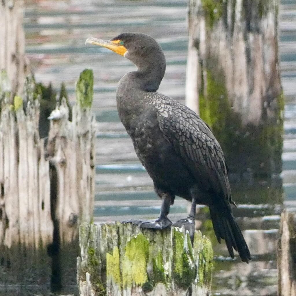 Double photo of a dark cormorant standing on a mossy wooden piling near calm water.