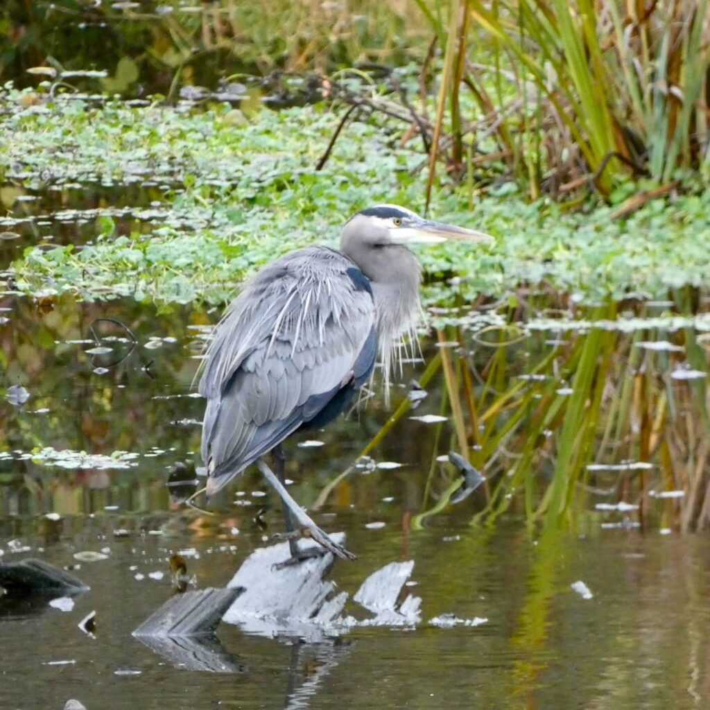 A Great Blue Heron stands in shallow wetland water surrounded by green vegetation and cattails.