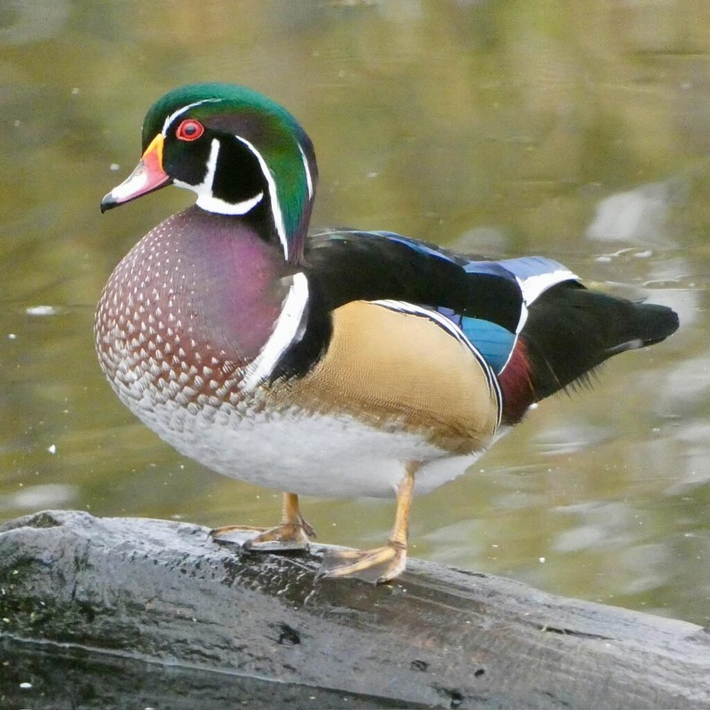 A vibrant wood duck stands on a wet rock. The bird is captured in detail against a blurred water background.