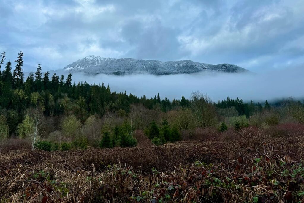A collage of Pacific Northwest mountain scape images featuring evergreens and low-lying clouds. Misty forest tops frame the snowy peaks under a cloudy sky.