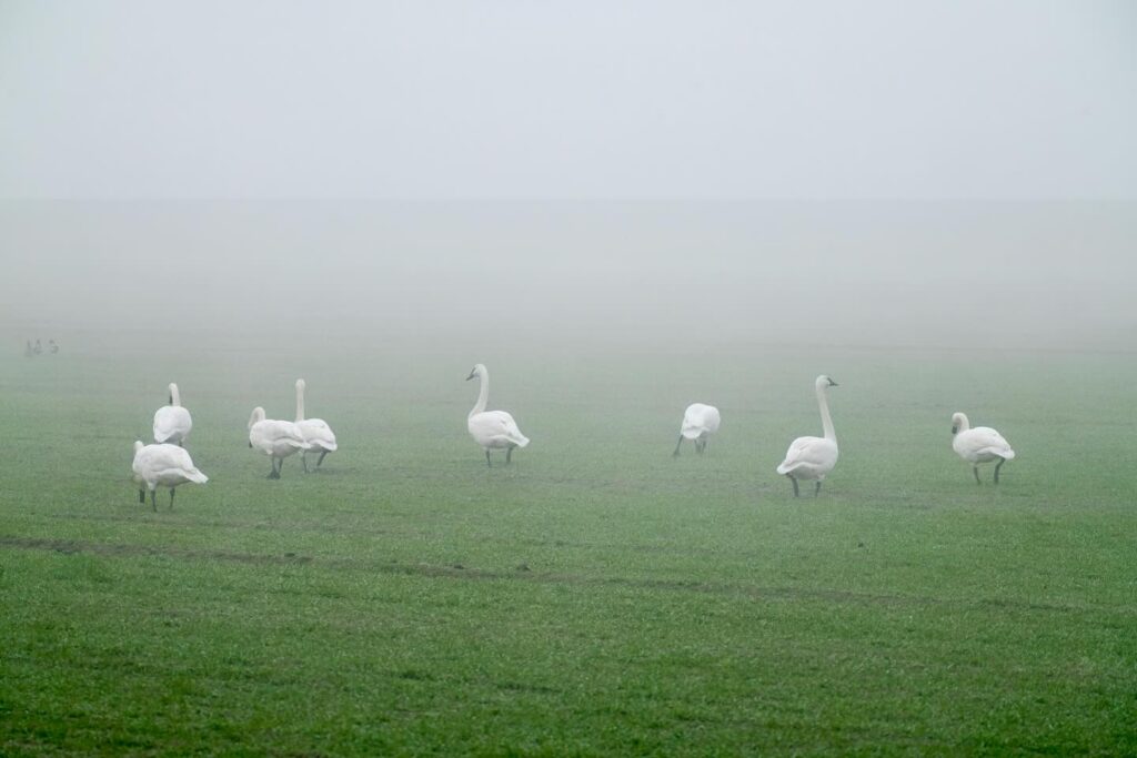 White swans forage in a green meadow blanketed by thick mist.