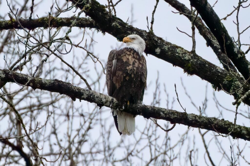 A close-up view of a bald eagle perched on a tree branch surrounded by bare limbs.