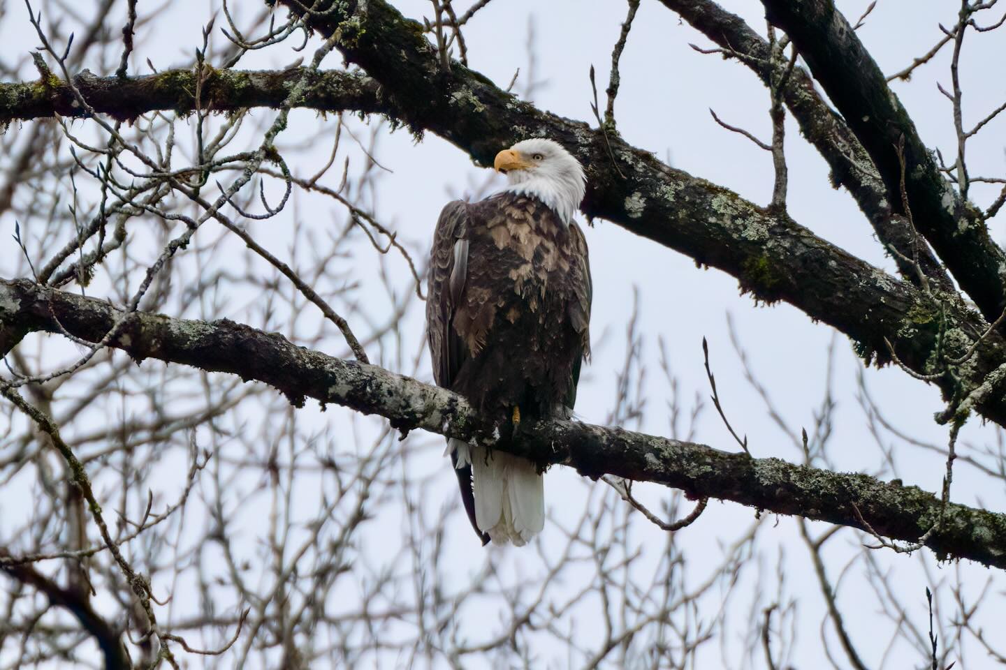 A close-up view of a bald eagle perched on a tree branch surrounded by bare limbs.