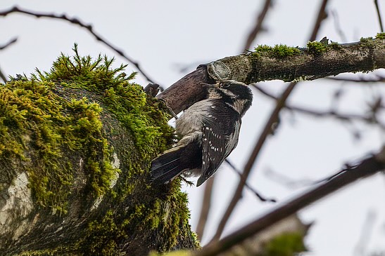 A silver-grey woodpecker with a striking white head and a dark eye stripe perches head-down on a mossy branch. Its patterned back blends with the natural surroundings, showcasing the bird's quiet harmony with its forest habitat.