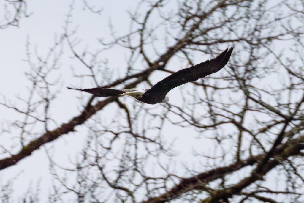 A Peregrine Falcon soars through the air against a backdrop of bare tree branches.