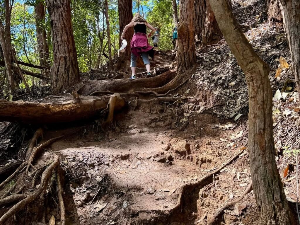 A hiker in a pink shirt navigates a challenging forest path with exposed roots and tall redwood trees. The trail winds through the natural forest environment.