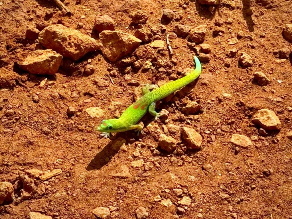 A bright green lizard crawling across a rugged terrain of reddish-brown earth and scattered rocks.