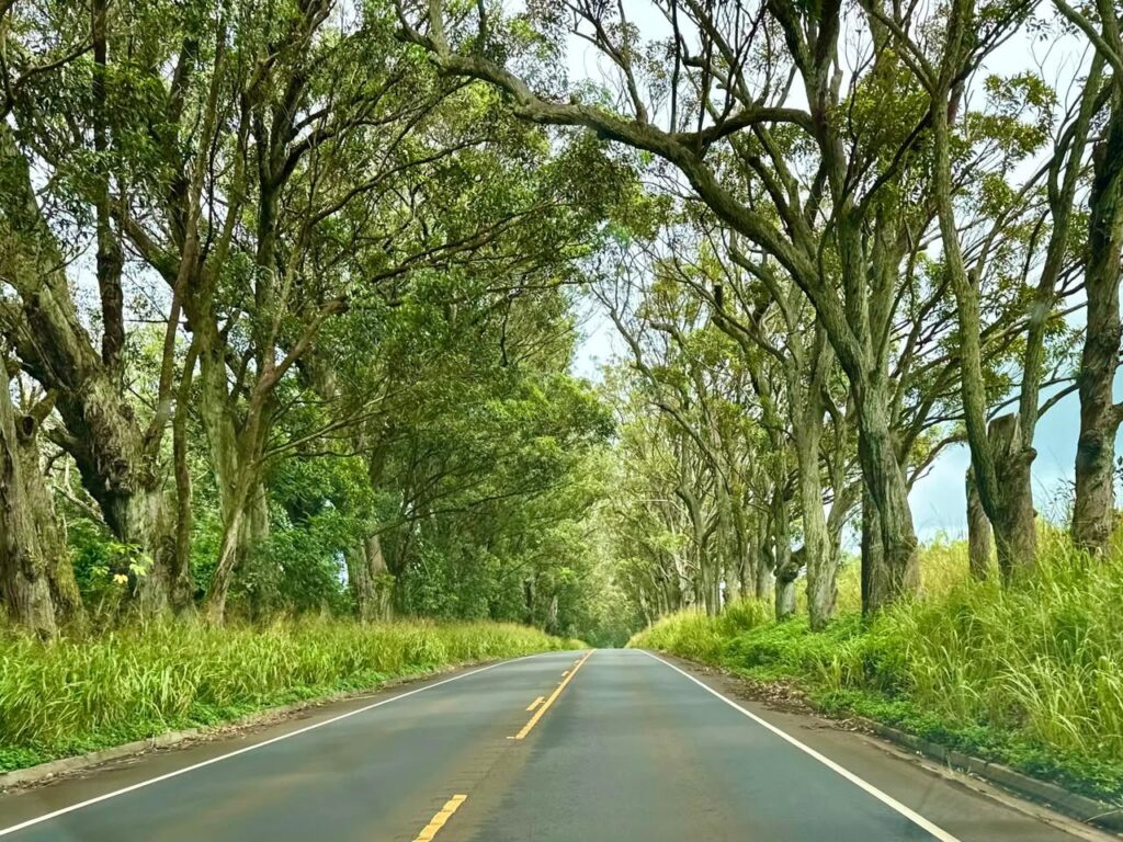 A scenic view of a paved road stretching into a tunnel of lush, green trees. The image captures the beautiful natural canopy and roadside greenery typical of a countryside drive.