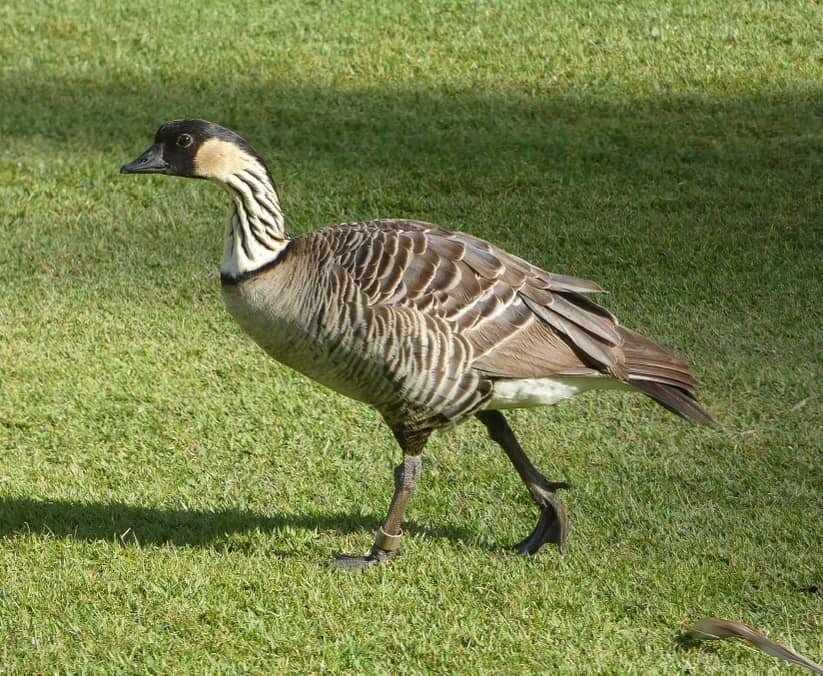 A Canadian goose walks across a grassy park lawn. Its distinctive black and white neck markings stand out prominently.