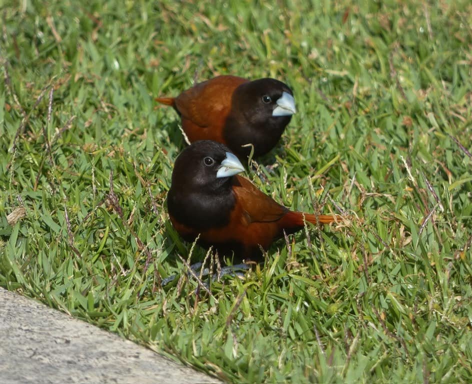 Two small birds with brown bodies and dark heads foraging on a grassy lawn. The image captures a bird in close-up detail showing its beak and plumage.