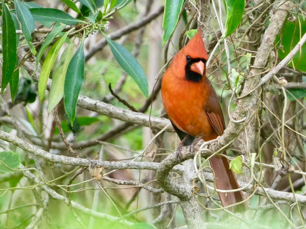 A bright red Northern Cardinal sits on a tree branch surrounded by green leaves.