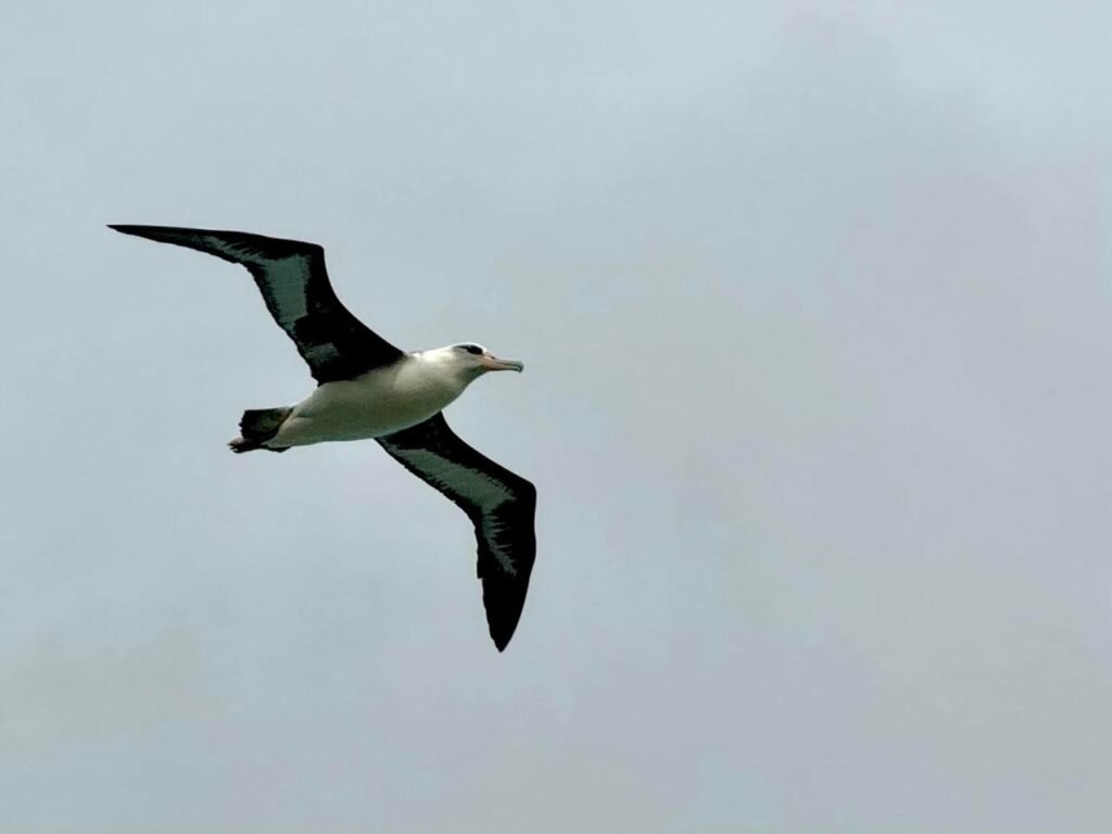 A white and black seagull with outstretched wings glides against a hazy grey sky. A partial view of a second bird is visible in the lower frame.