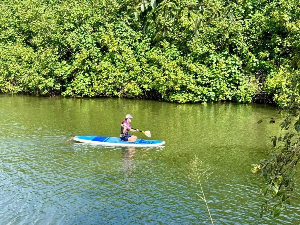 A person paddleboarding on calm green water surrounded by dense mangroves.