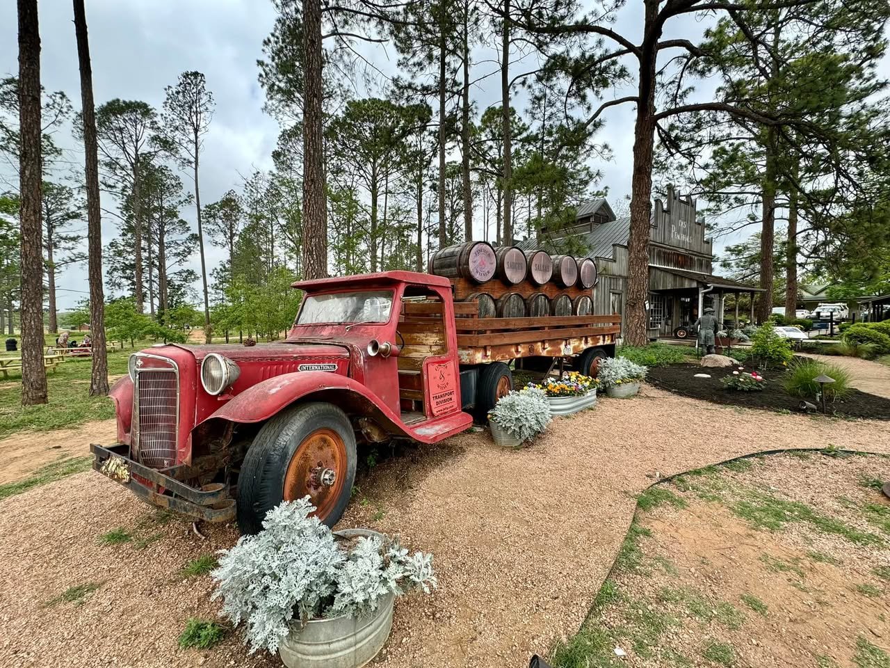 2024 Solar Eclipse A vintage red truck loaded with logs in a pine forest. Tall trees and rustic decor create a nostalgic atmosphere.