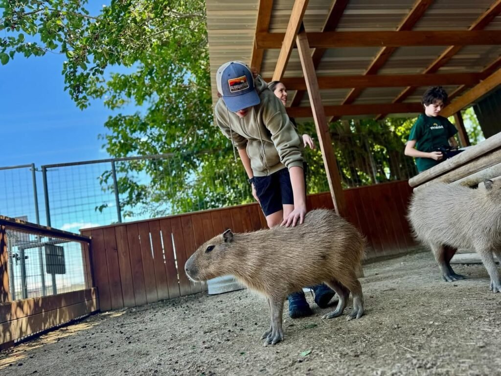 Visitors gently petting capybaras under a wooden shelter, with lush green trees framing the scene under a clear blue sky.