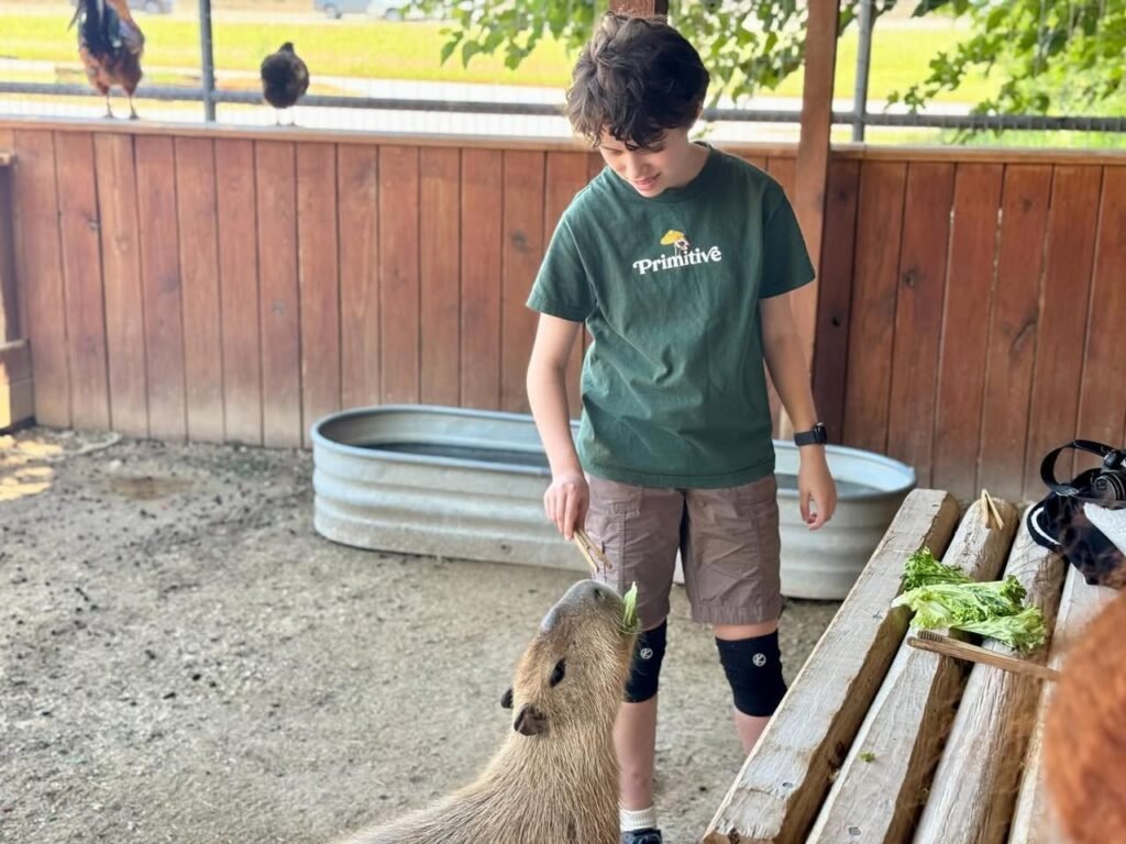 A visitor feeds an alpaca at a farm enclosure with wooden benches and metal troughs. Chickens perch on a nearby fence under bright, sunny skies.