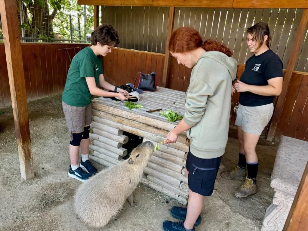 People preparing leafy greens at a wooden station while a capybara waits for a treat. A close-up view of the feeding platform interaction.