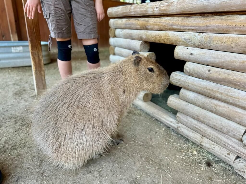 A capybara peeks out of a wooden log shelter while a visitor in shorts and knee supports stands nearby.