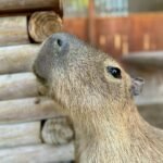 Our First Rodeo Close-up of a capybara with soft, tan fur peering over a wooden log structure. The animal's face is framed by a rustic background of stacked logs.