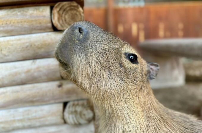 Close-up of a capybara with soft, tan fur peering over a wooden log structure. The animal's face is framed by a rustic background of stacked logs.