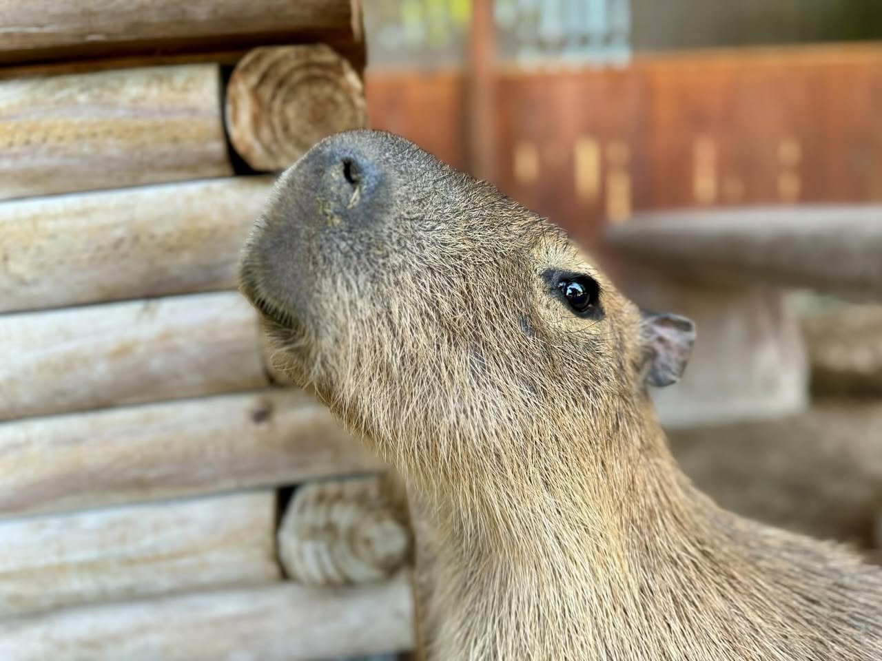 The Capybara Experience Close-up of a capybara with soft, tan fur peering over a wooden log structure. The animal's face is framed by a rustic background of stacked logs.