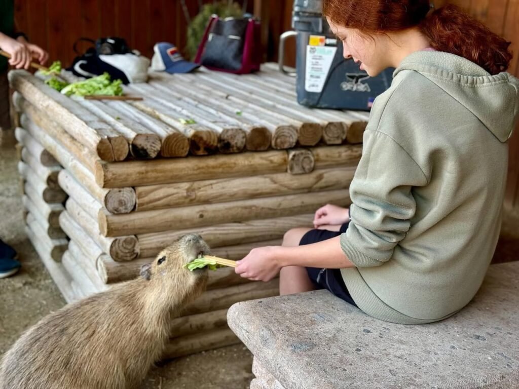 A person in a green hoodie sits on a stone bench feeding lettuce to a capybara. The scene features rustic log furniture and a water bottle.