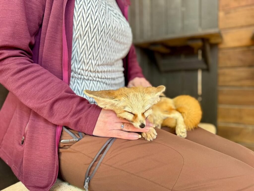 A sleeping fennec fox with large ears rests on a lap. The individual holds the small animal gently on their lap.