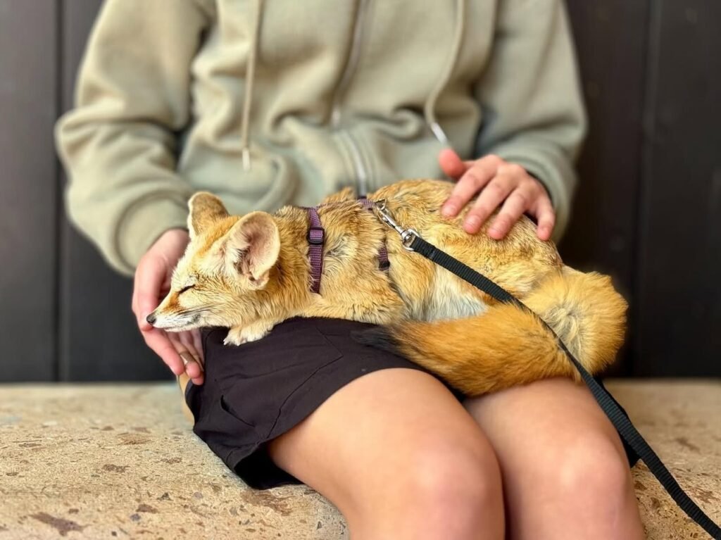 A serene fennec fox wearing a harness sits comfortably on a person's lap. Hands gently support the small, furry animal.