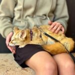 A serene fennec fox wearing a harness sits comfortably on a person's lap. Hands gently support the small, furry animal.