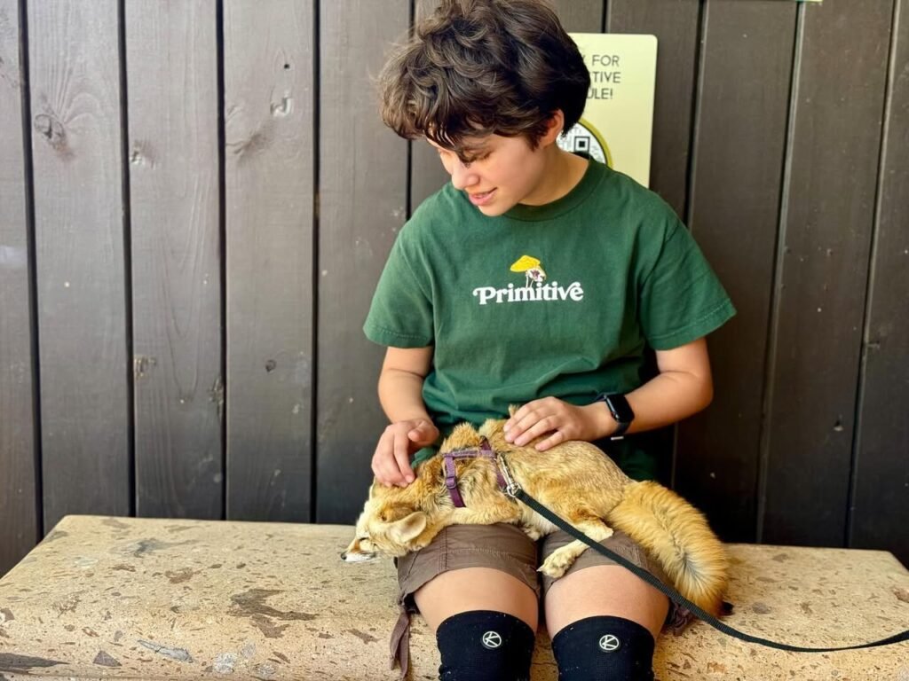 A young visitor gently pets a resting lion at a wildlife park interaction station.