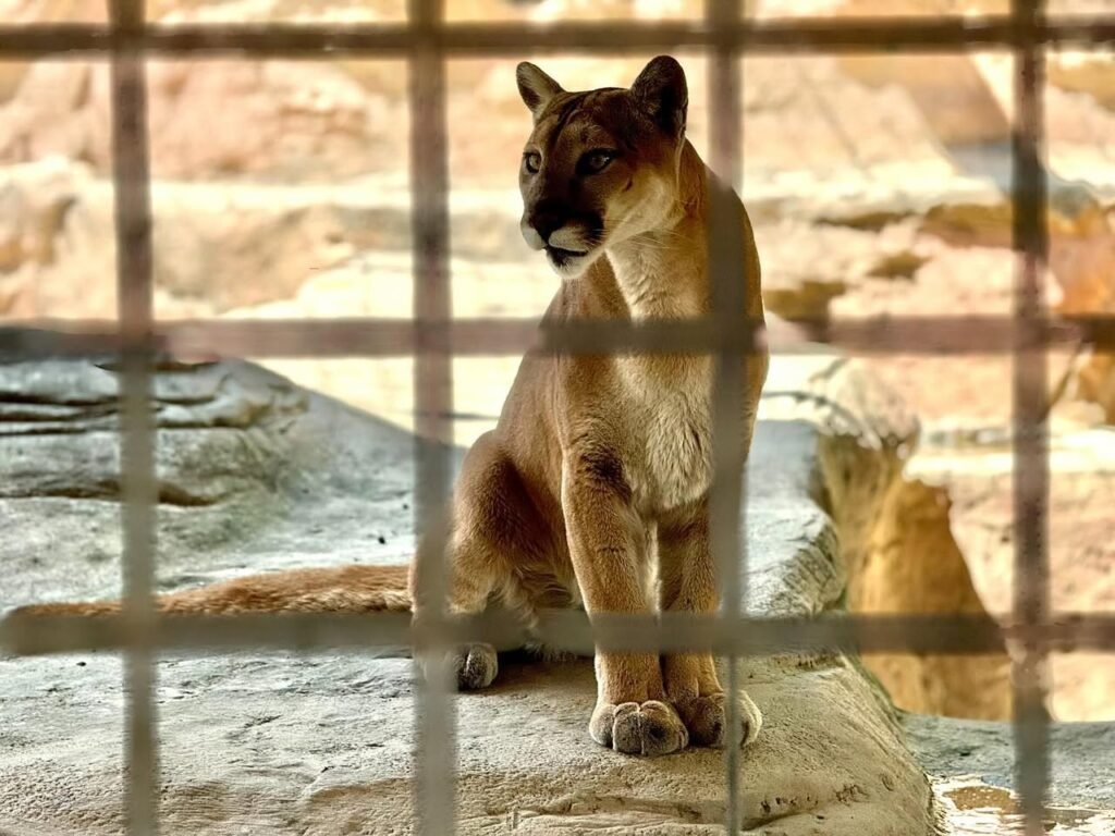A mountain lion sitting behind the cage bars in its enclosure.